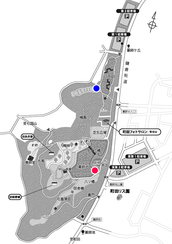 薬師池公園の野鳥 薬師池公園のイマ散歩