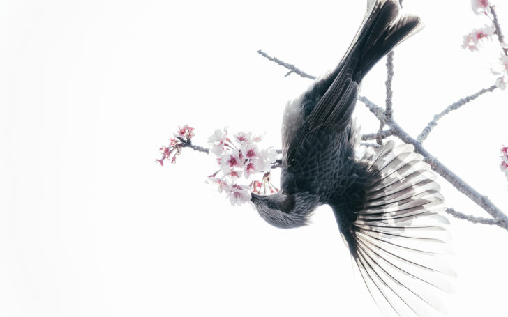 熱海寒桜の枝で羽を広げるヒヨドリ